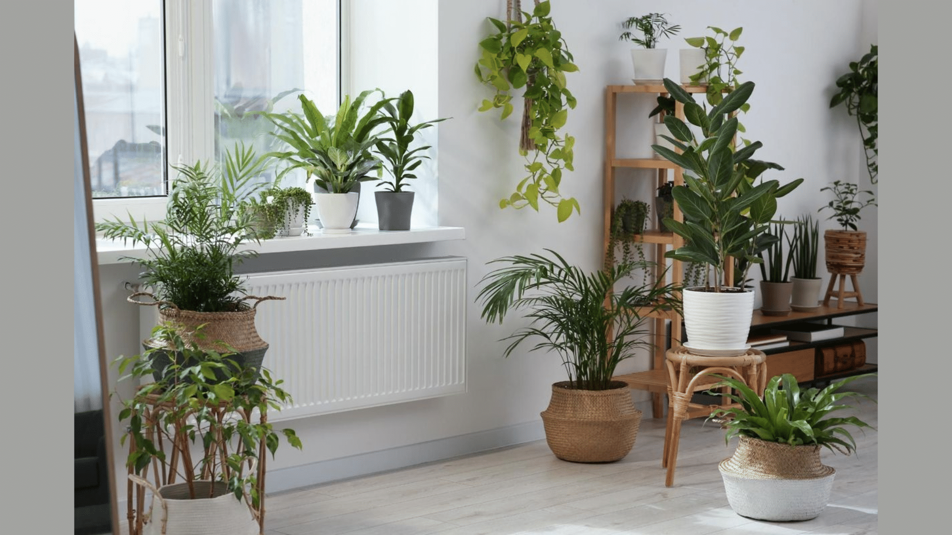 Cheap_Indoor_Plants