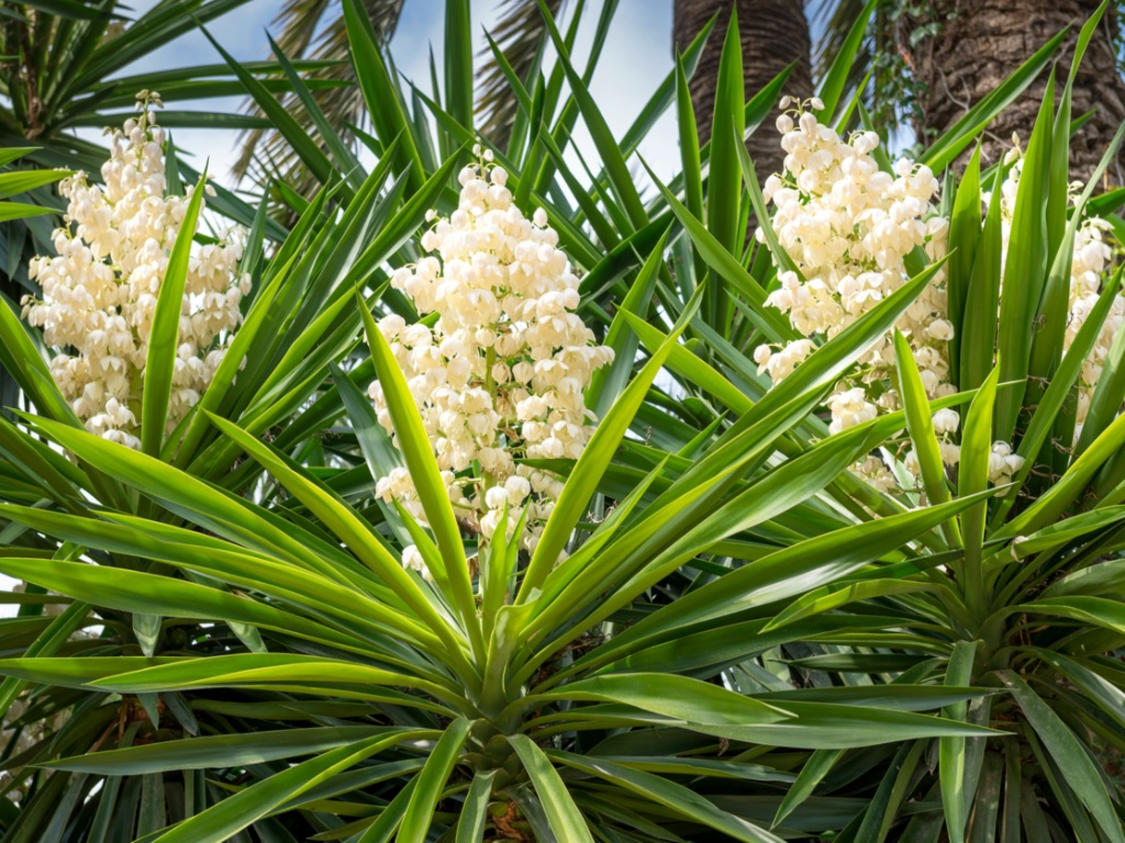 A Type of Succulent Called Yucca