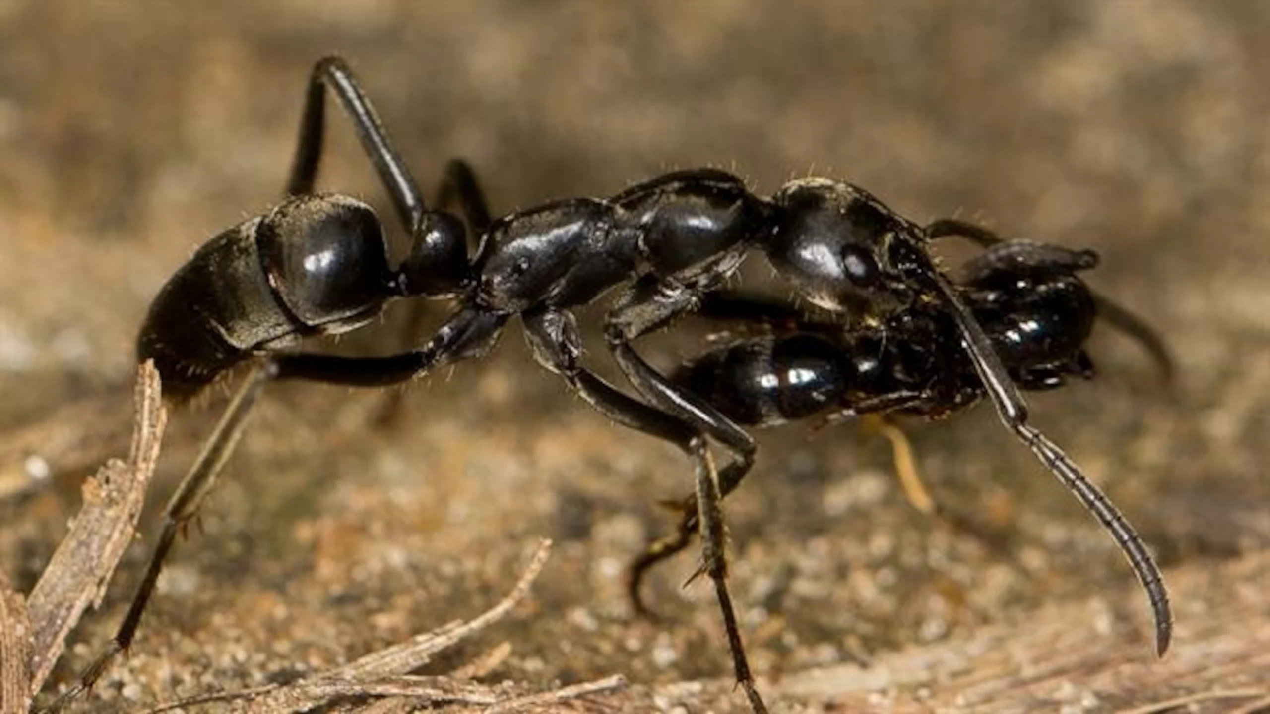 Ants .jpg