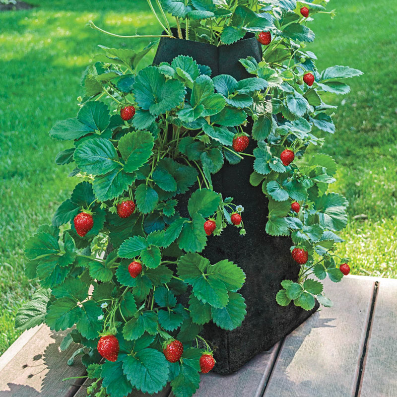 Grow Bag Strawberry