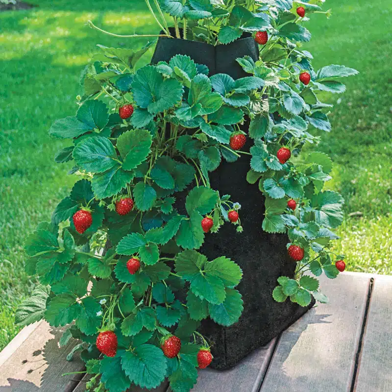 Grow Bag Strawberry