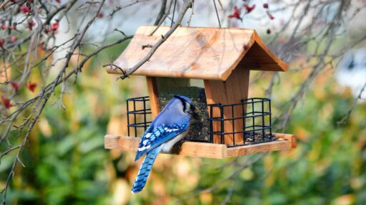 Best bird feeder plans
