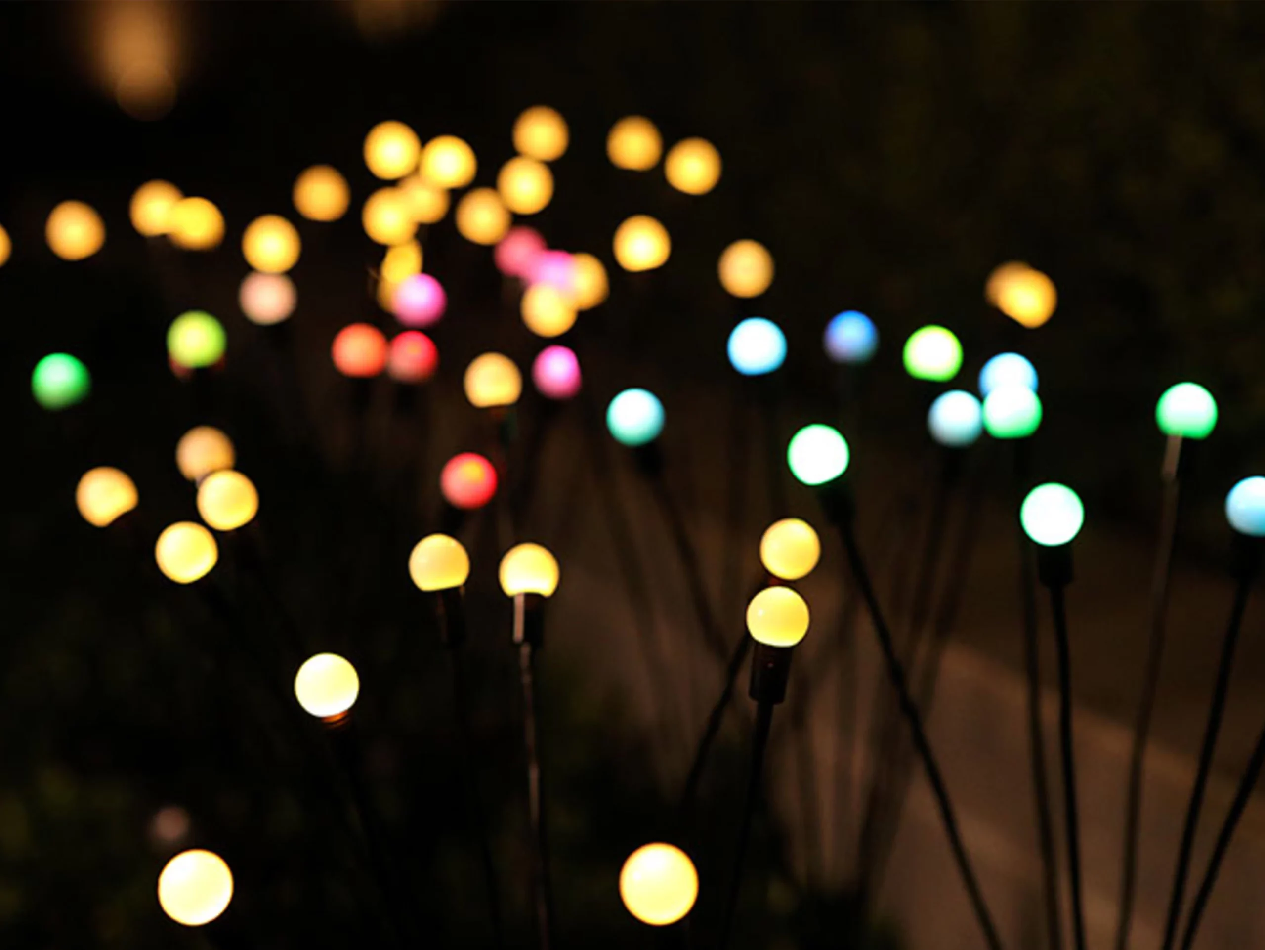Firefly Lights .jpg
