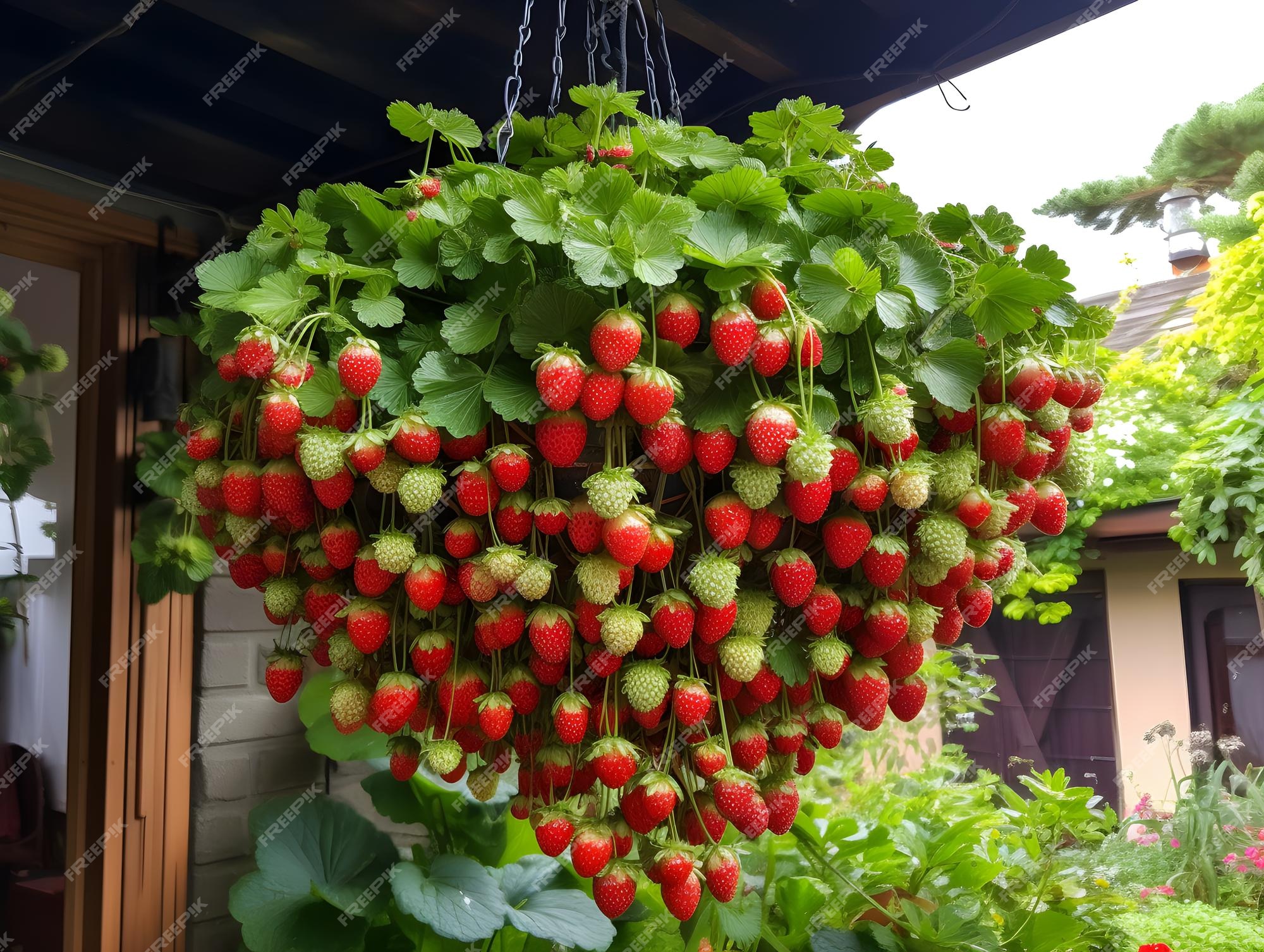 Hanging Strawberry Basket