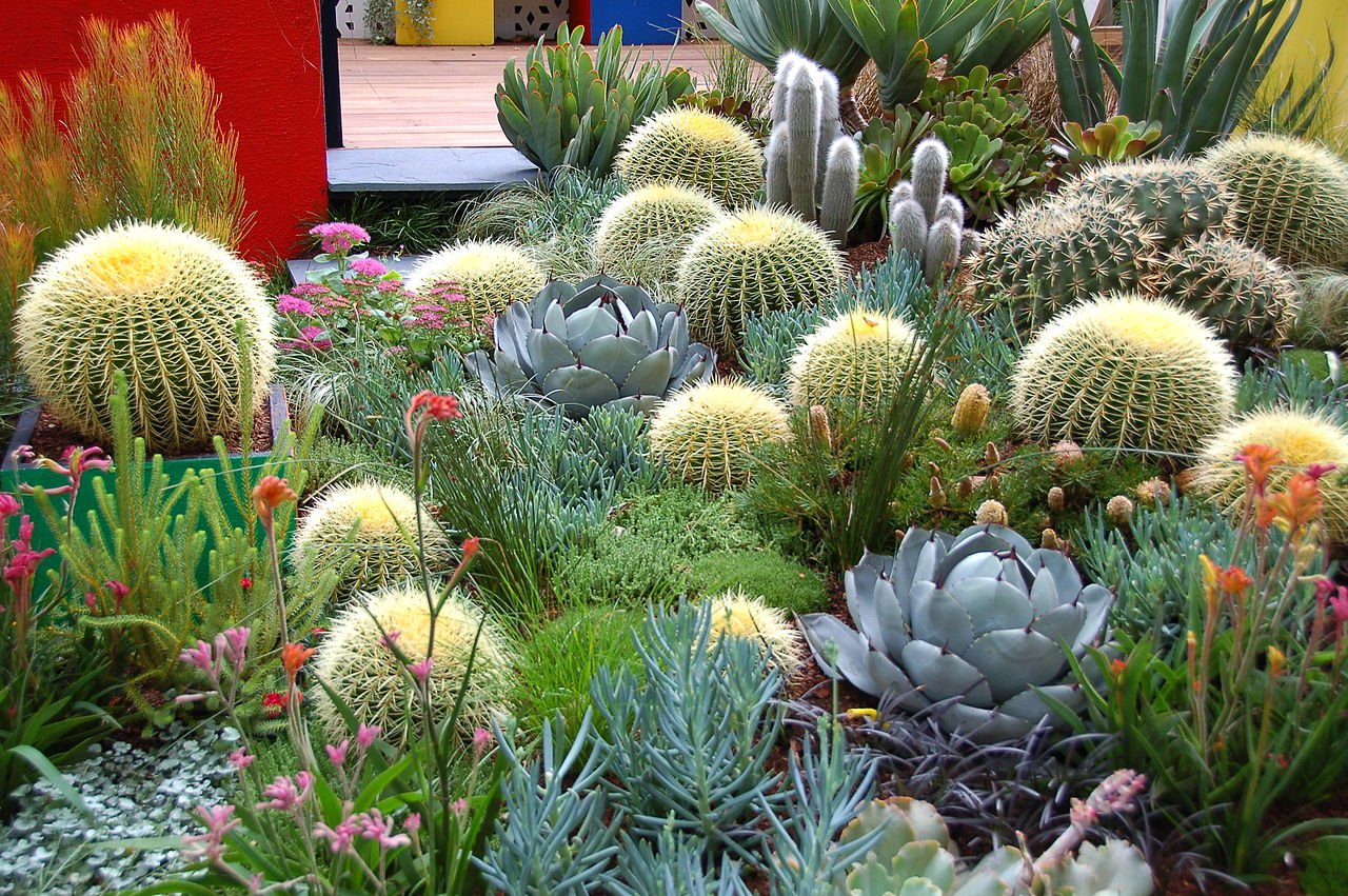 Ideas for Gardens with Native Succulents