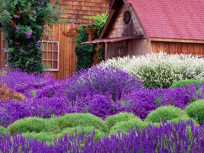 Lavender Fields of Beauty