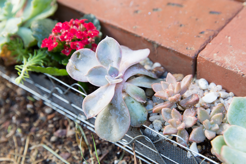 Putting Succulents Along the House Border