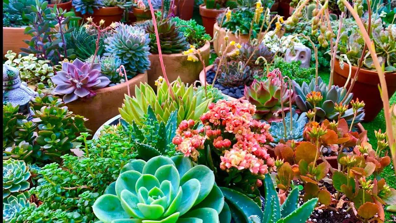 Showing Guests the Way with a Path Made of Succulents