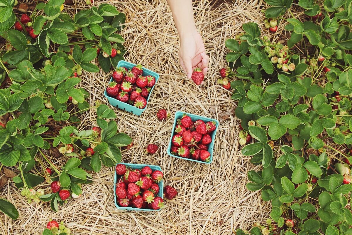 Strawberries in Hay Bales