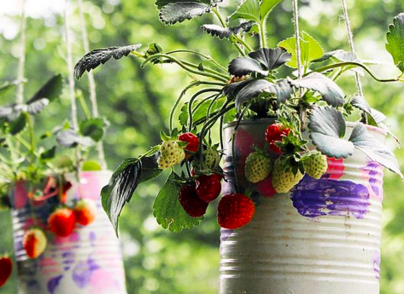 Tin Can Strawberry Hangers