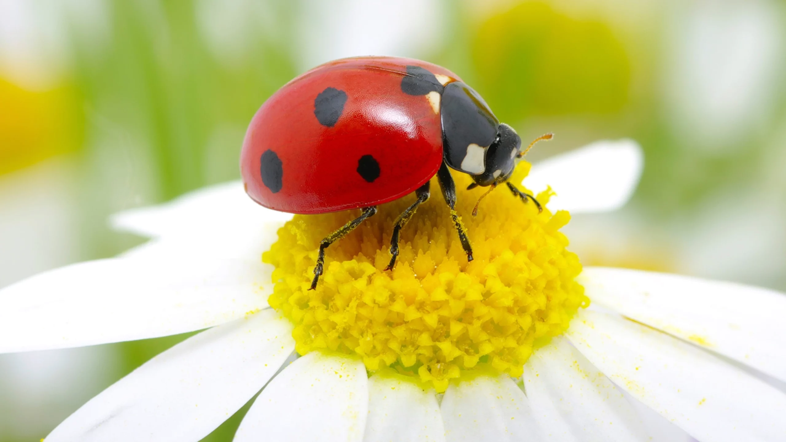 What is a Ladybug? .jpg