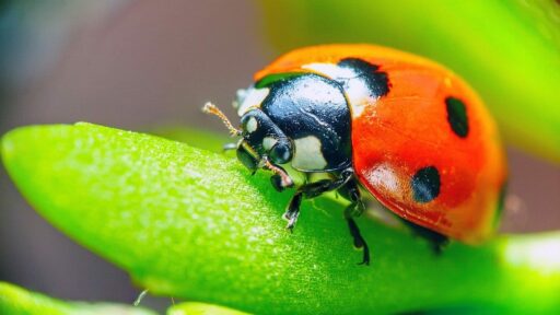 What Do Ladybugs Eat And Drink In Your Garden