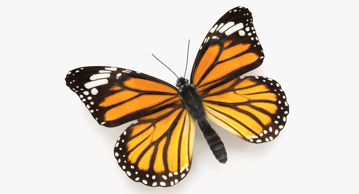 3D Shrinky Dink butterfly