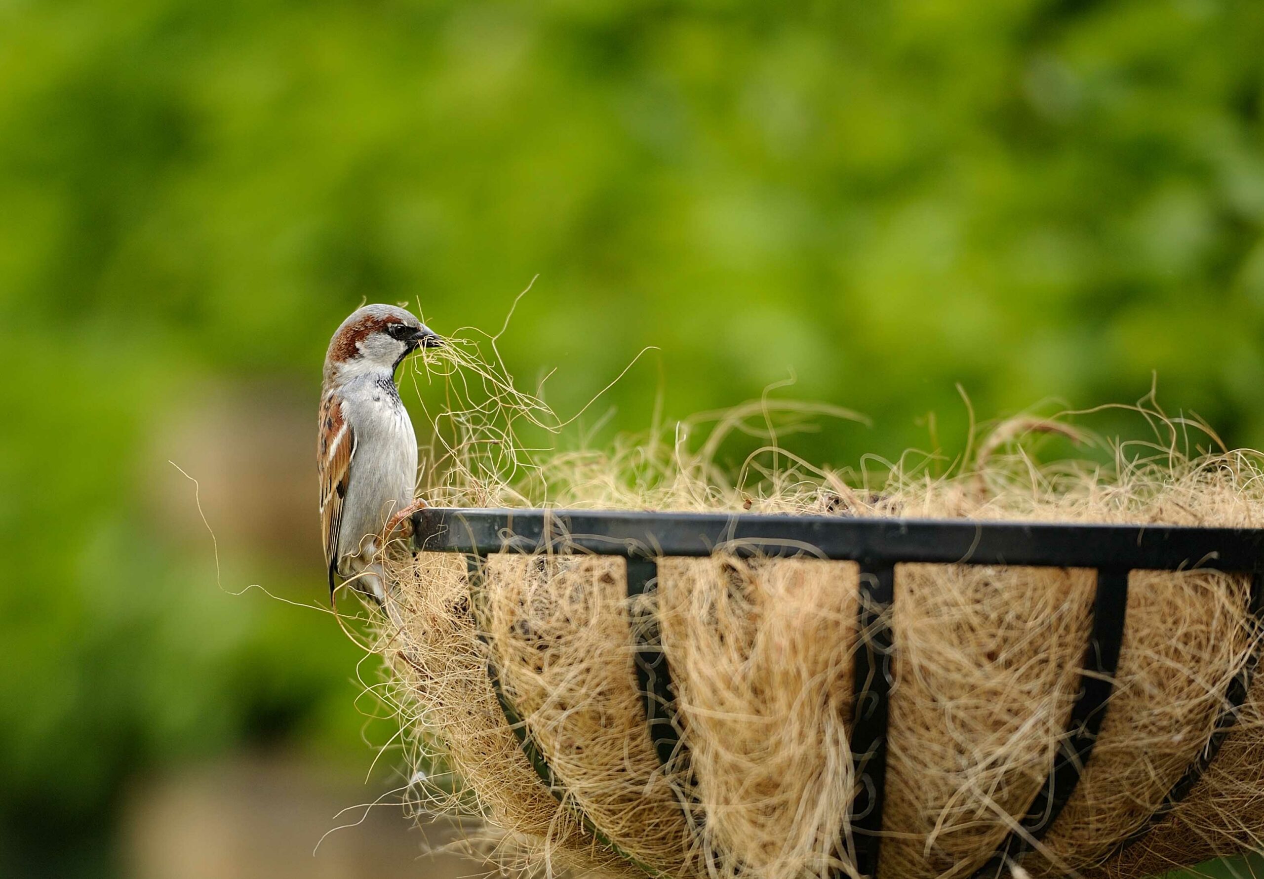 Sparrow on a flowerpot
