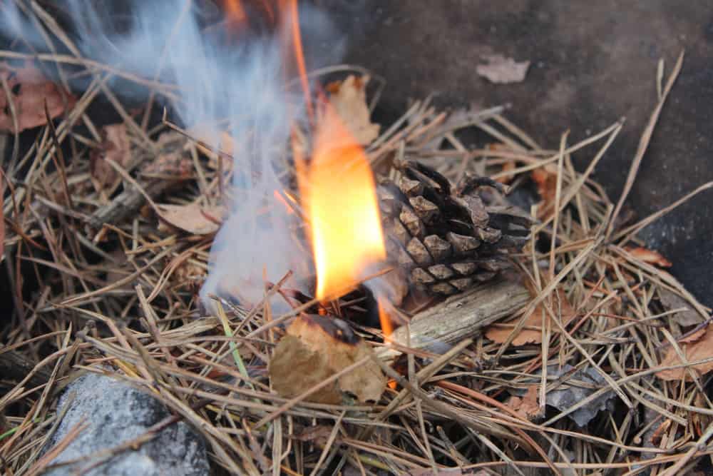 Can You Burn Pine Needles in a Fireplace?
