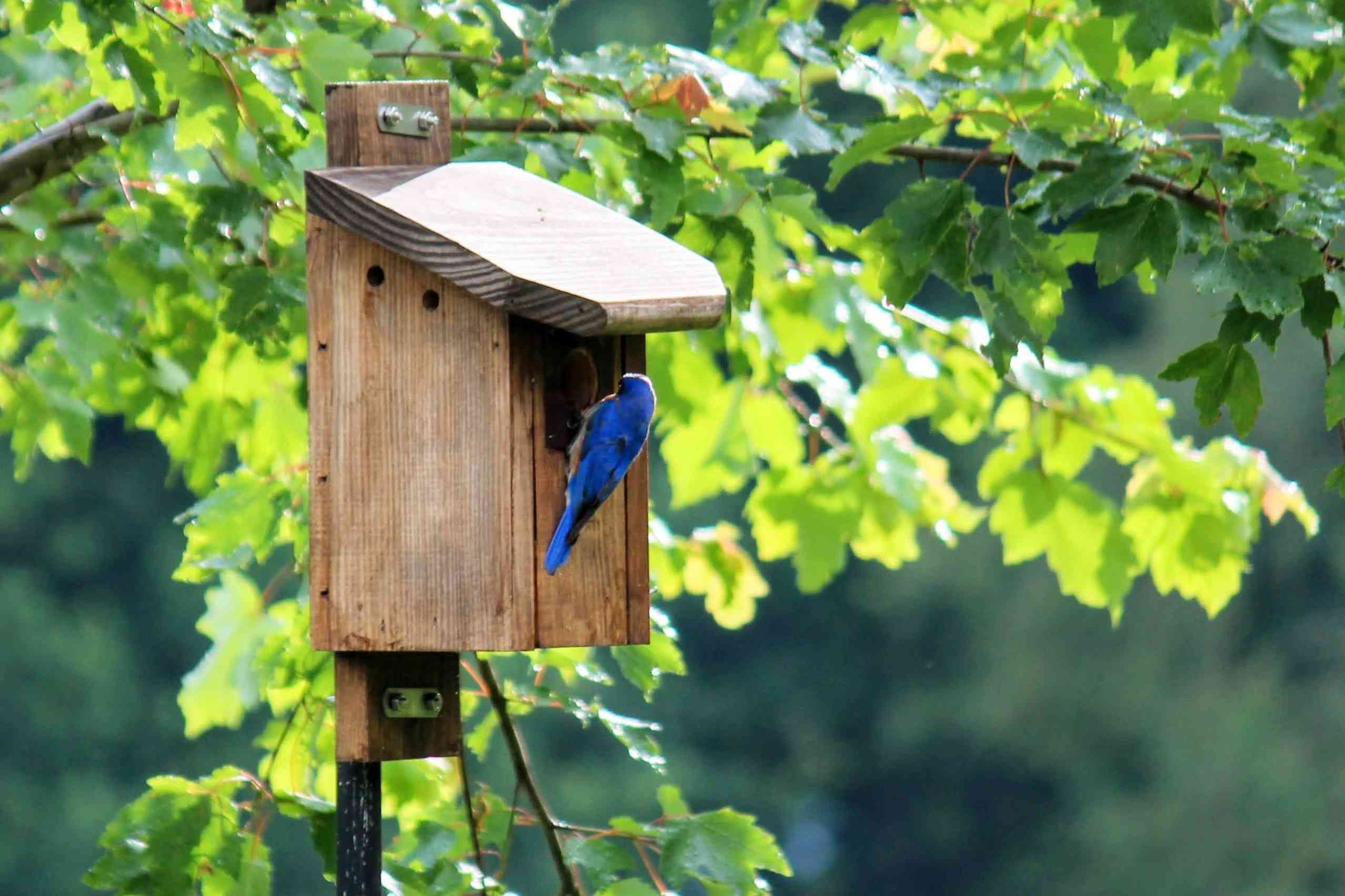 Construct a House for Bluebirds