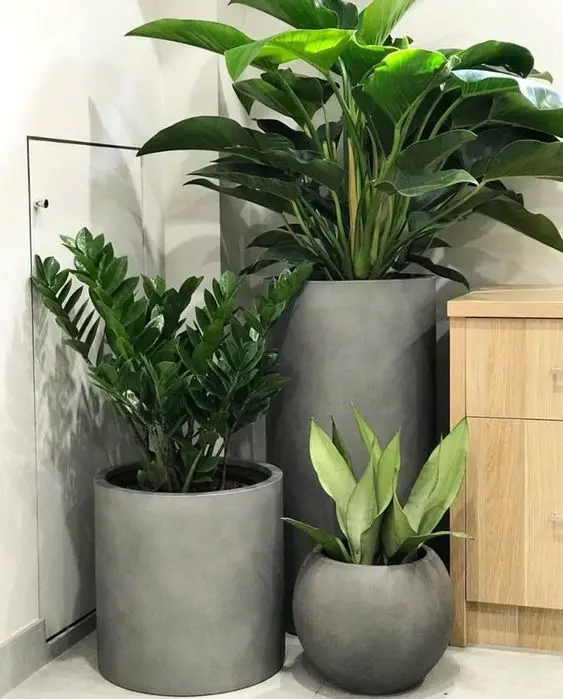 Large Potted Plants .jpg
