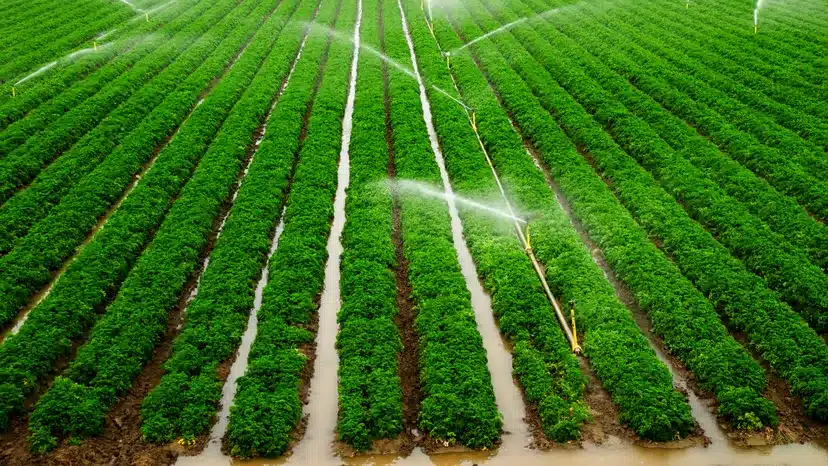 Drip Irrigation Systems That Practically Run Themselves