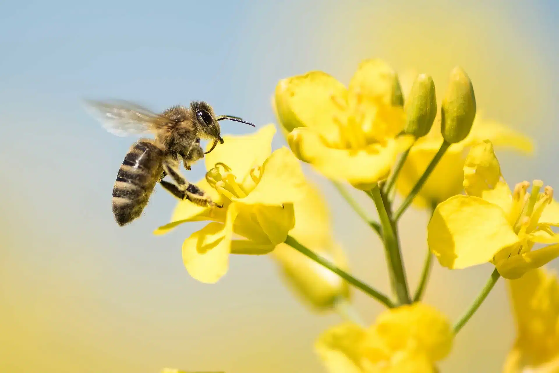 The Critical Role of Pollinators in Agriculture&nbsp;