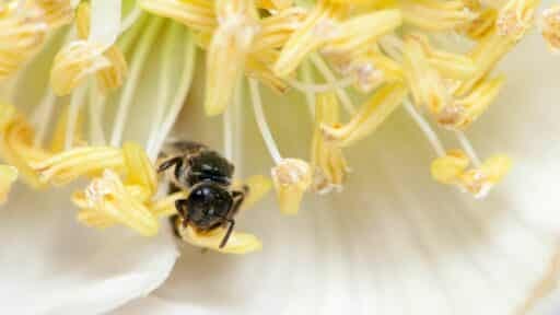 The Unsung Heroes of Our Food Supply: How Pollinators Sustain What We Eat