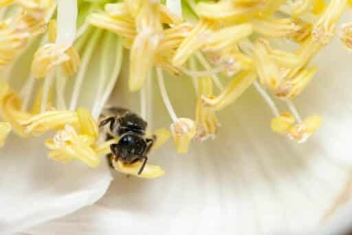 The Unsung Heroes of Our Food Supply: How Pollinators Sustain What We Eat