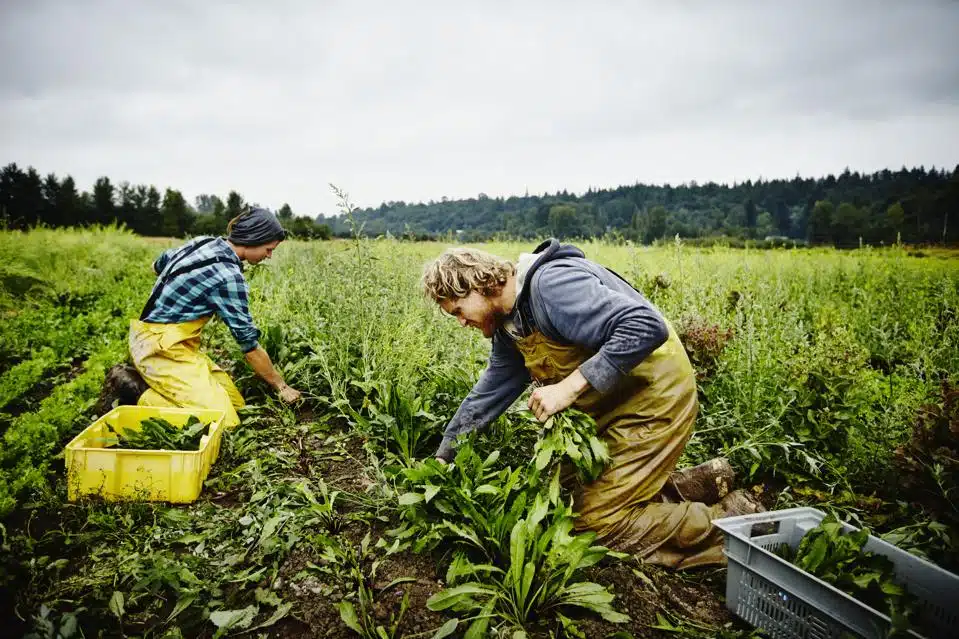 Agricultural Technology (Agrotech)