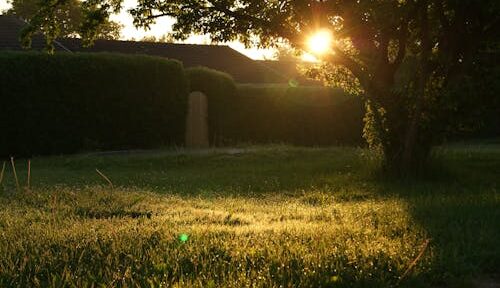 Free A serene backyard captured at sunrise with lens flare through trees. Stock Photo