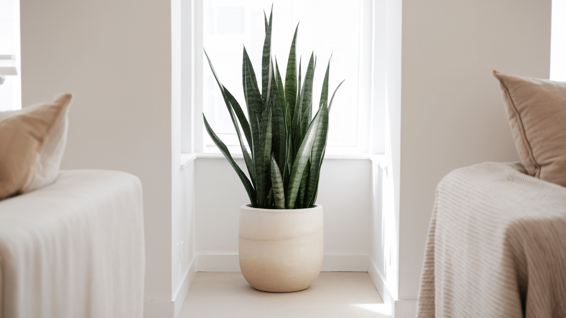 Decorate_with_a_Tall_Plant