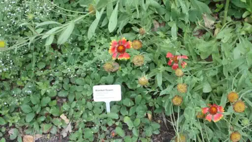 How to Make Creative DIY Plant Tags for Your Garden with a Laser
