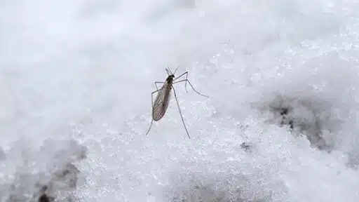 Mosquito