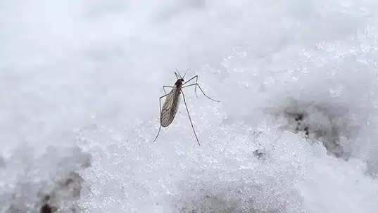 Mosquito