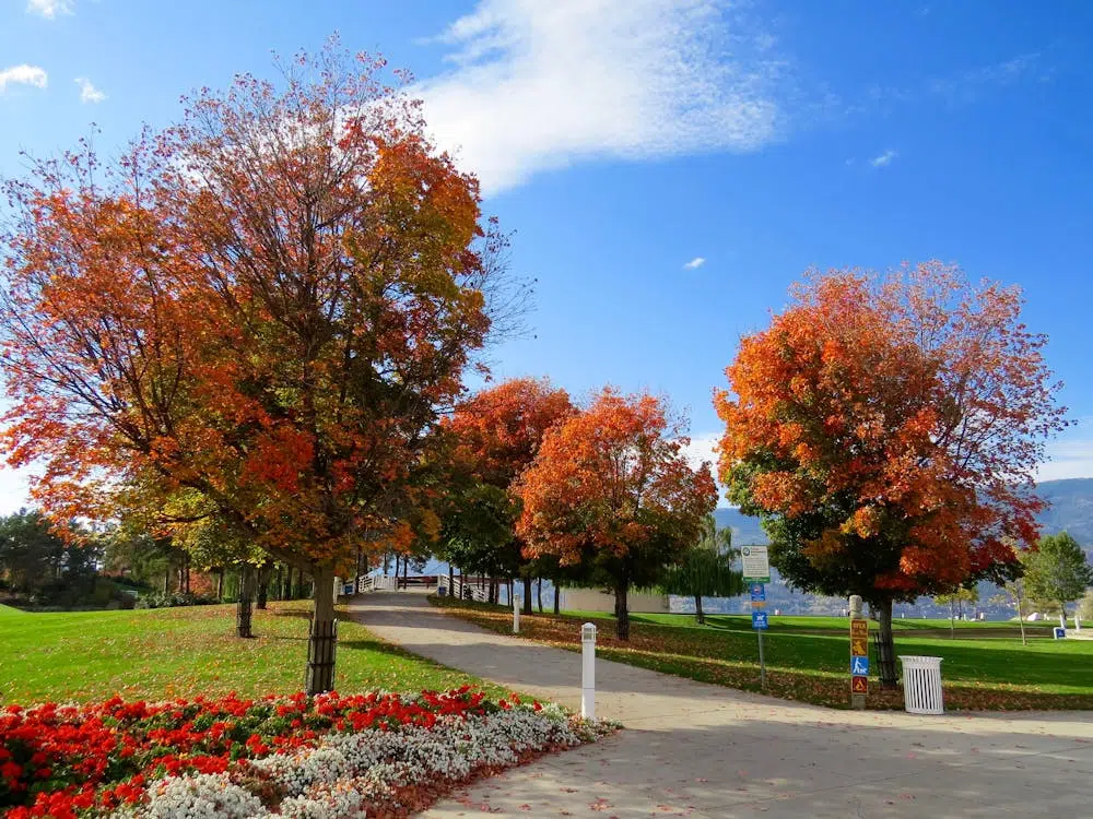 Rejuvenate Your Landscape Without Starting from Scratch