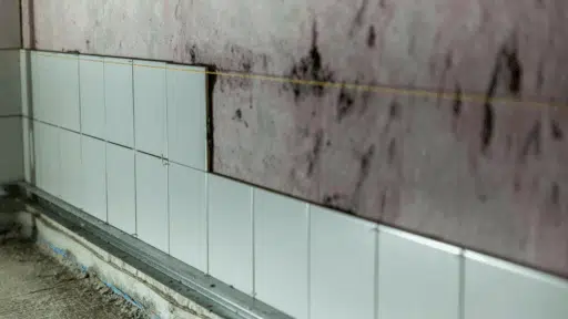 Common Mistakes to Avoid During the Mold Remediation Process Common Mistakes to Avoid During the Mold Remediation Process