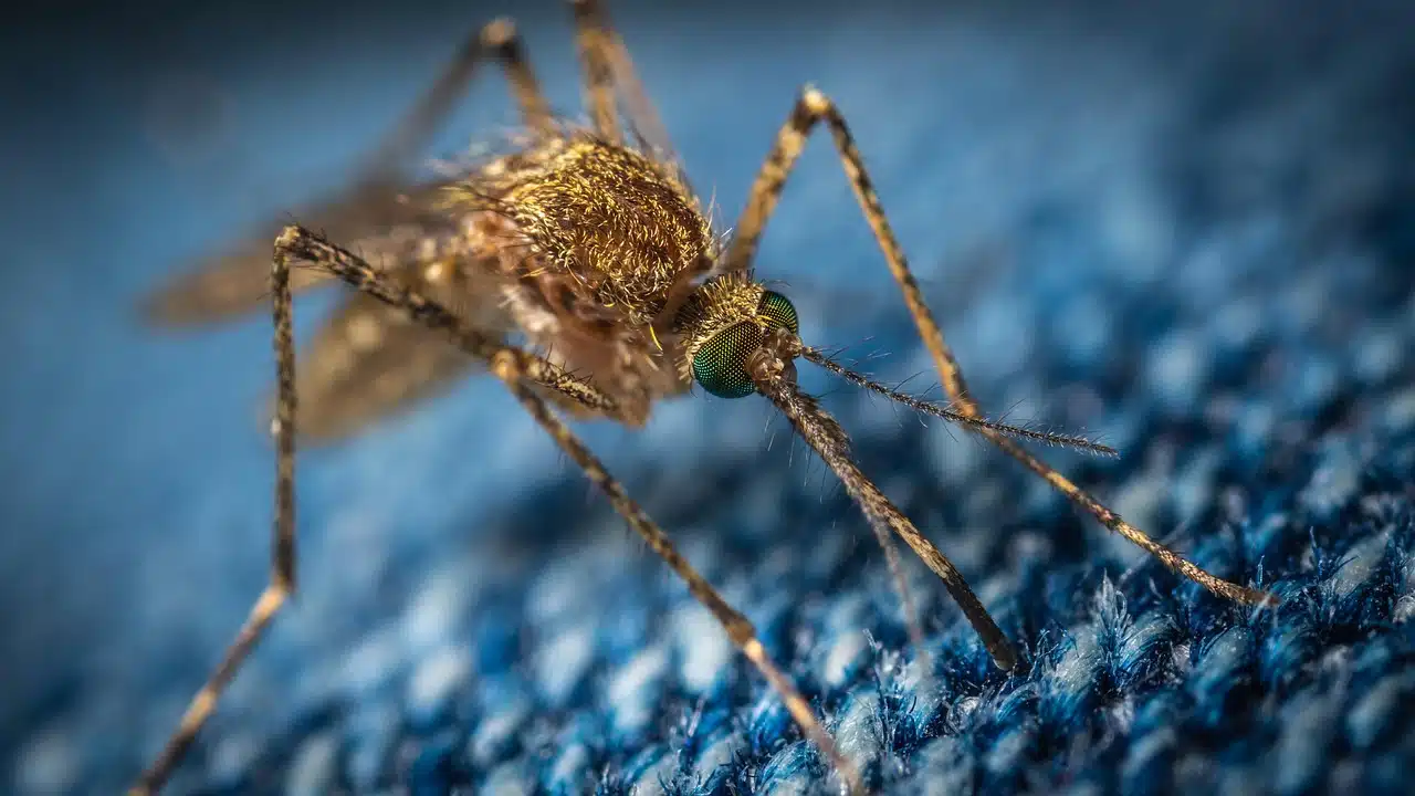 Pest Infestation at Home? Three Steps to Handle This Issue
