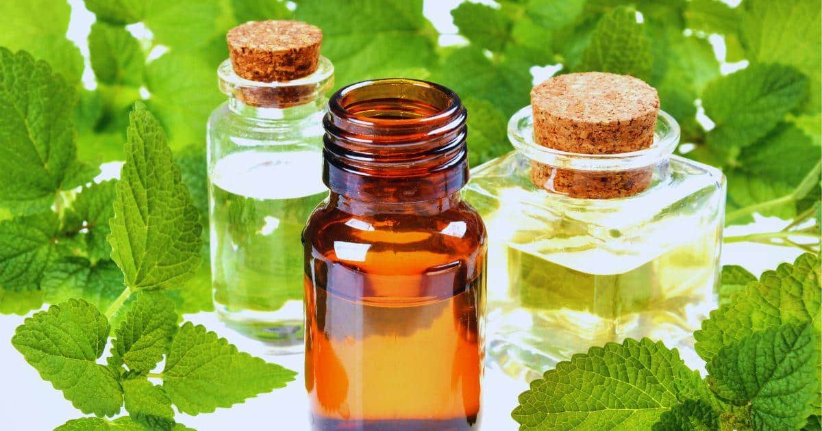 Harnessing Nature's Pharmacy: A Complete Guide to Botanical Extracts in Natural Medicine