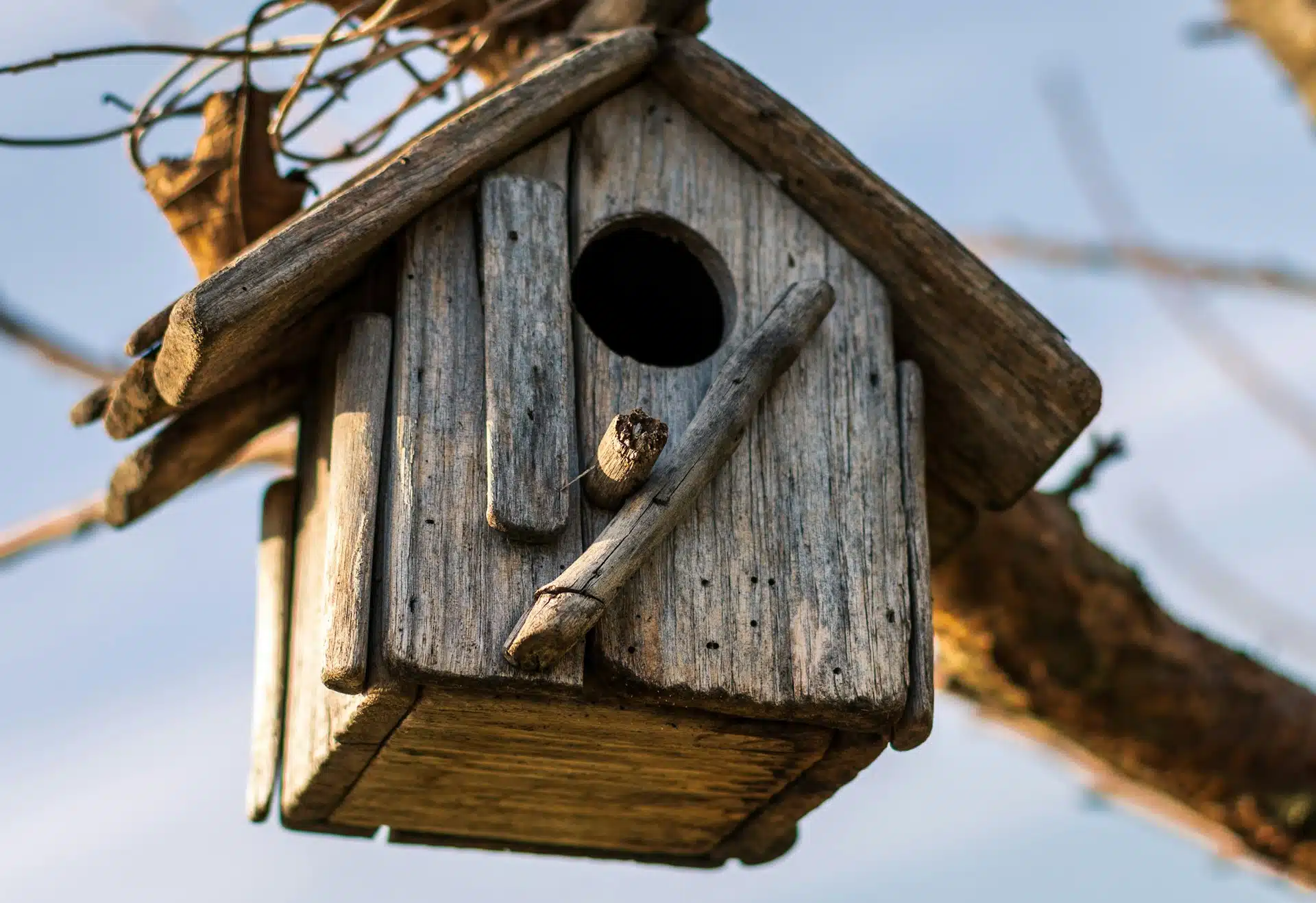 How Can You Create a Cozy Home for Your Feathered Friends?