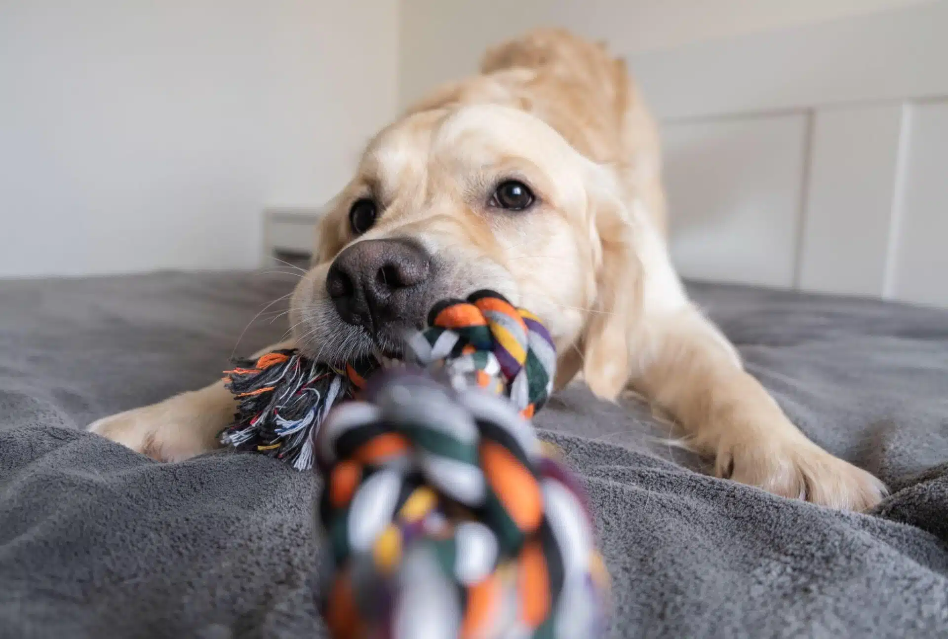 Why Do You Want to Adopt a Dog?