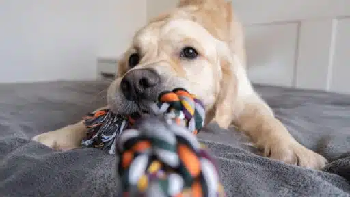 Why Do You Want to Adopt a Dog?