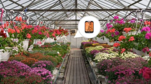 Greenhouse Gardening: How Hygrometers Boost Plant Growth