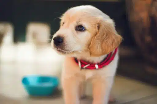 Exploring the Ingredients of Chemical-Free Flea Collars: How Natural Elements Keep Your Dog Safe and Healthy