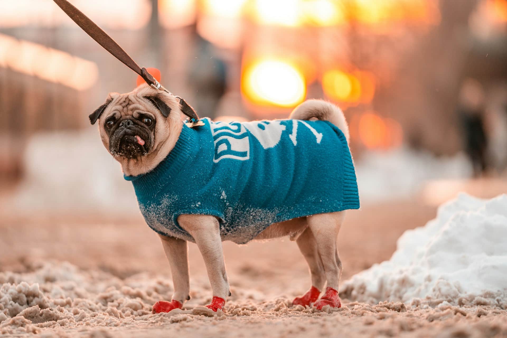 How to Choose the Best Warm Coats for Dogs: A Buyer’s Guide