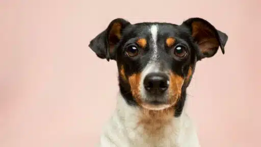 How to Design a Dog-Friendly House