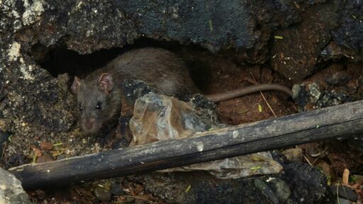 Effective Pest Control Solutions for a Safe Home