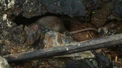 Effective Pest Control Solutions for a Safe Home