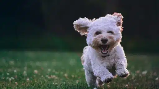 How to Keep Your Dog Flea-Free: Smart Tips That Work