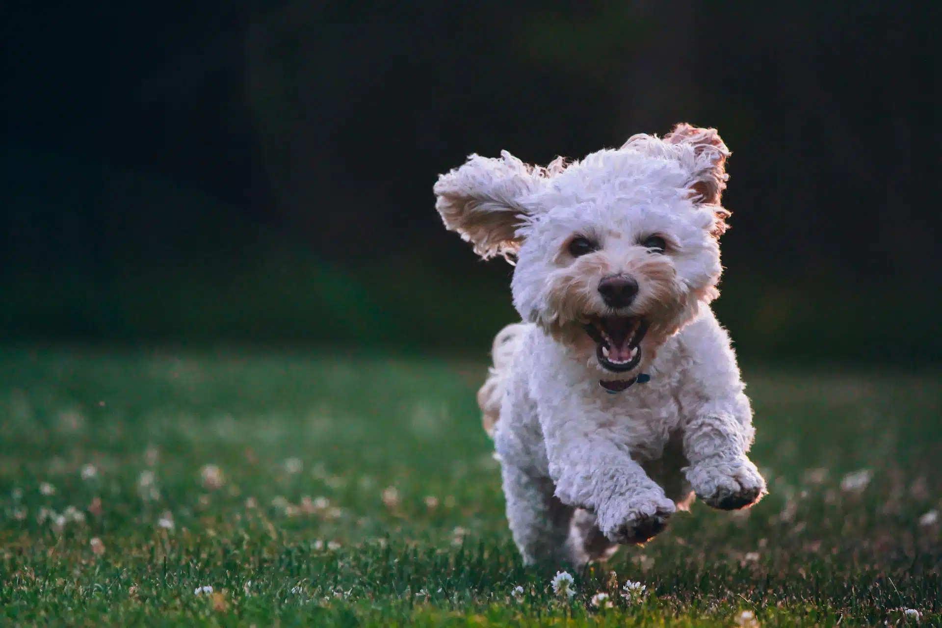 How to Keep Your Dog Flea-Free: Smart Tips That Work