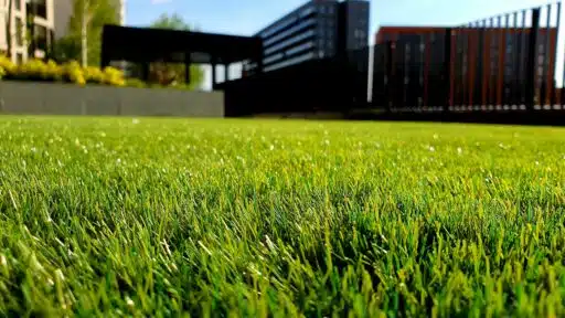 Professional Lawn Care Services: Achieve a Perfect Lawn Year-Round