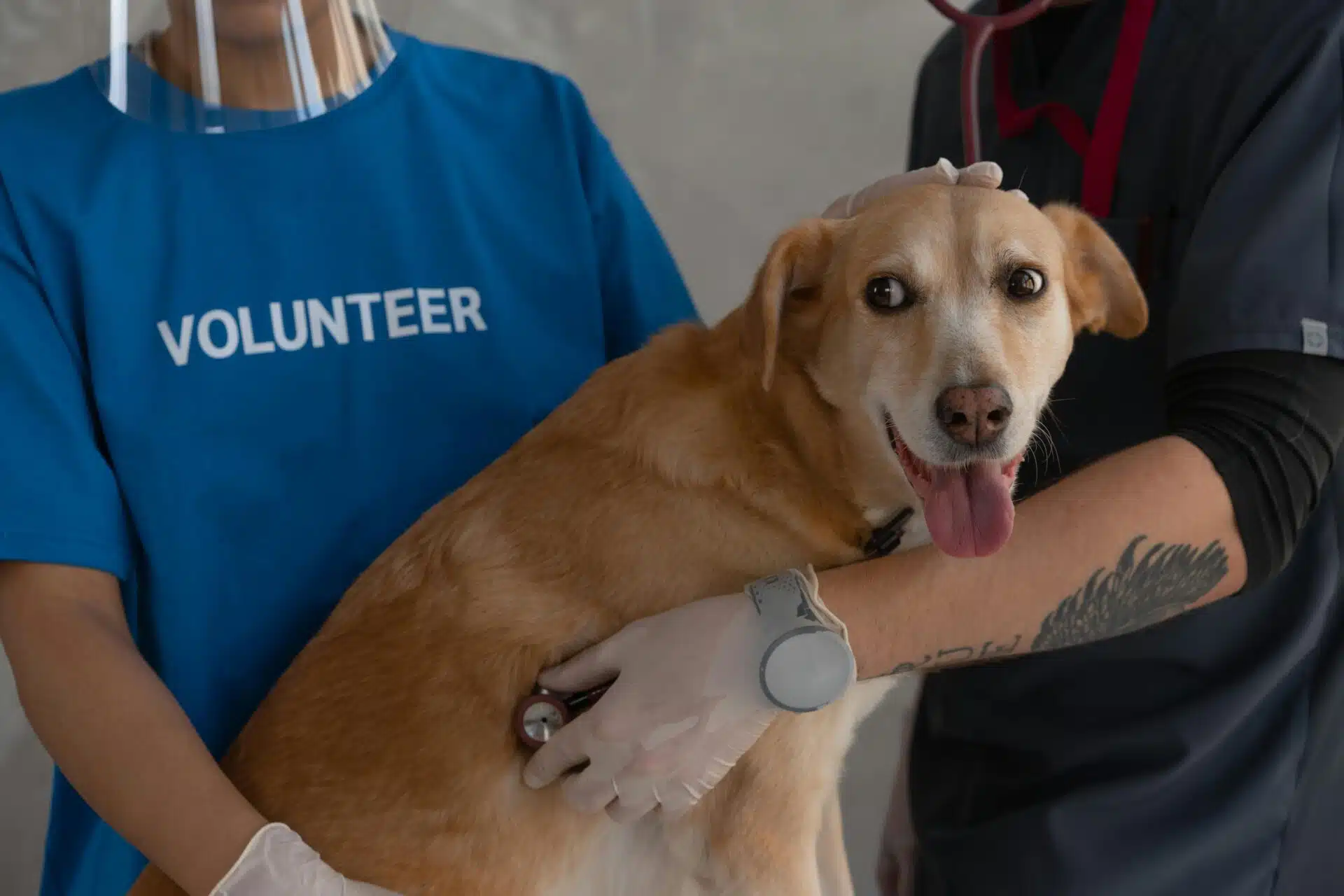 Best Dog Boarding Services