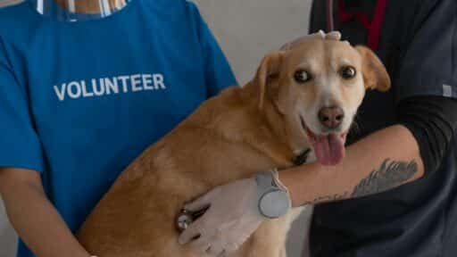 Best Dog Boarding Services