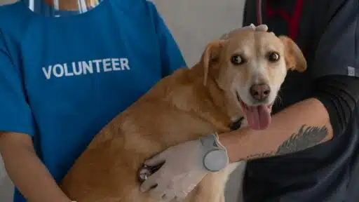 Best Dog Boarding Services